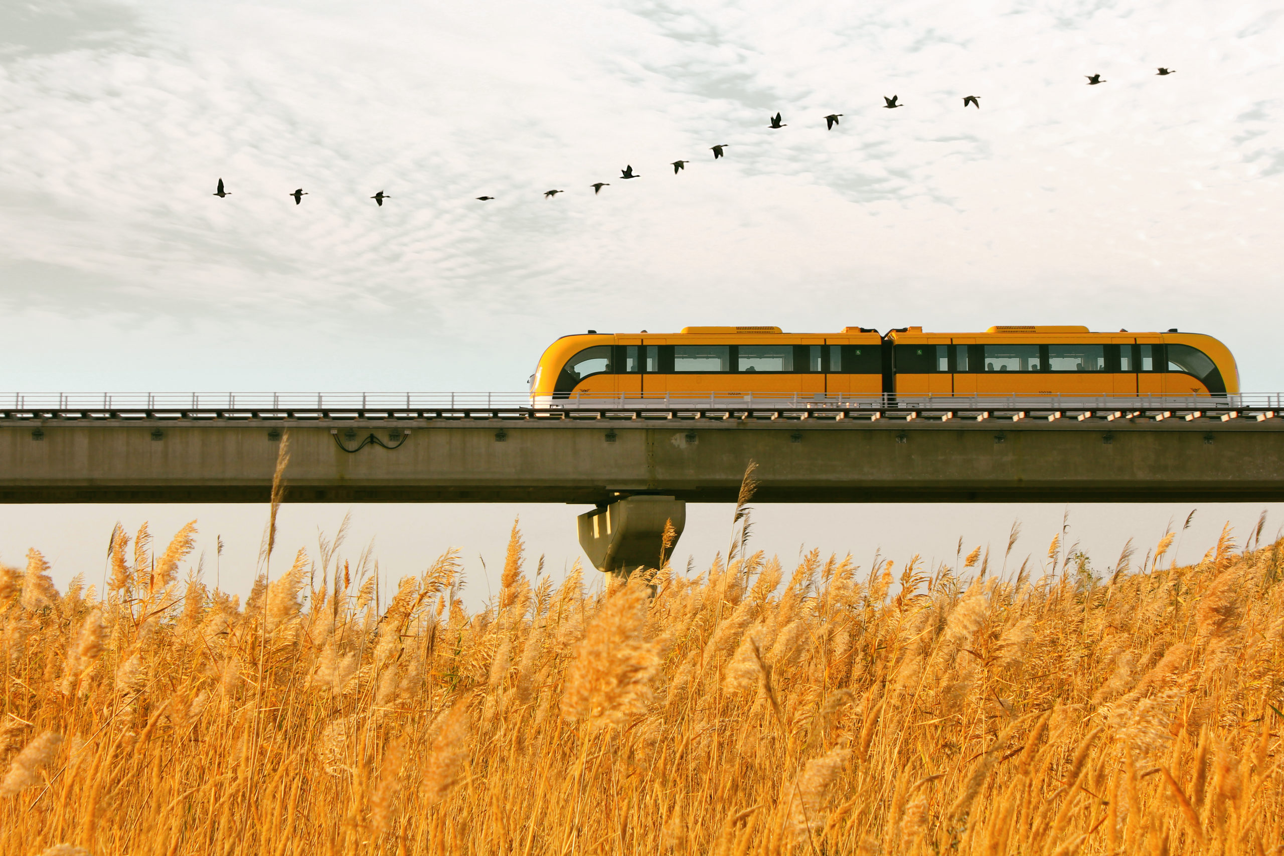 A running yellow subway with the sunset reeds & birds of passage Magnetic levitation train.